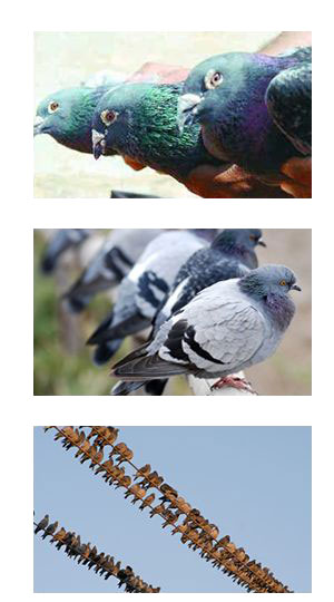 enfermedades por palomas